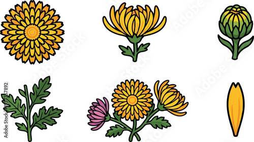 Flat design botanical icons chrysanthemum close up set with varied bloom stages leaf stem petal detail on white clean outline