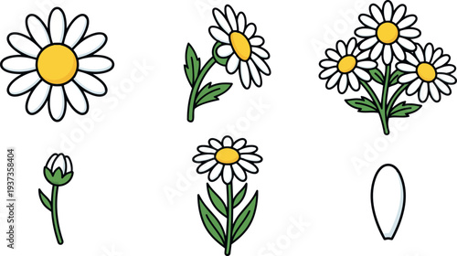 Flat design close up daisy cluster and single daisy vector elements with bud petal and stem in simple outline playful