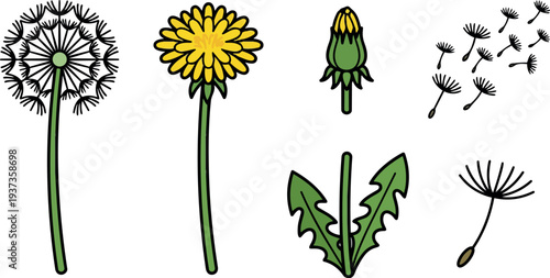 Flat design dandelion seed head flower bud leaf stem and flying seeds set with bold outline isolated white background minimal