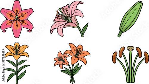 Flat design botanical study of lily parts and blossoms close up set with pink orange petals green bud and stamen
