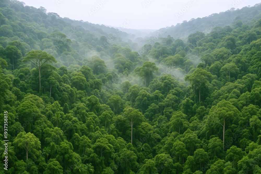 Obraz premium Lush Green Rainforest Canopy with Mist, Revealing a Verdant Landscape of Natural Beauty and Biodiversity