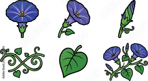 Flat design close up morning glory cluster with purple trumpet flowers heart shaped leaves side view botanical vector art playful