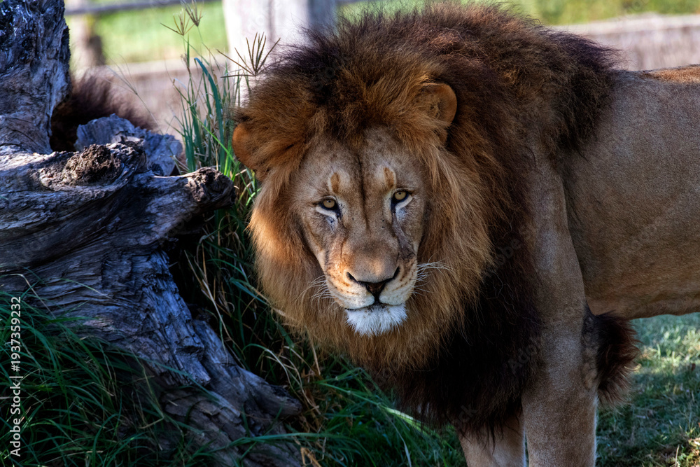 Obraz premium African Lion (Panthera Leo)