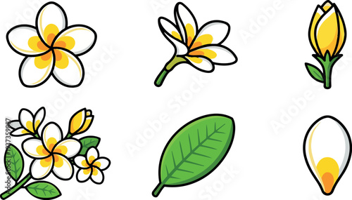 Flat design close up plumeria flower cluster with single bud and leaf vector stickers white yellow bold outline composition artwork