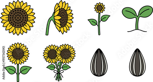 Flat design closeup sunflower head and side profile stem with leaves and bouquet of two flowers with ribbon yellow minimal