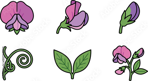 Flat design close up sweet pea flower icons showing bud bloom leaves tendril in pastel pink purple green outline vector