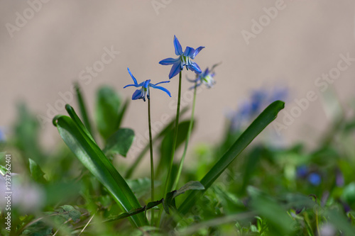 Photos Scilla siberica blue flowers in bloom, Siberian wood squill flowering plant in t