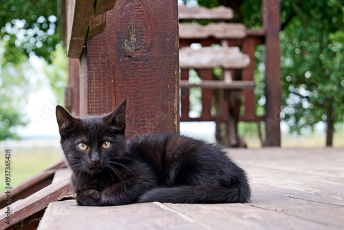 Black kitten rests on wooden deck in outdoor setting during daytime