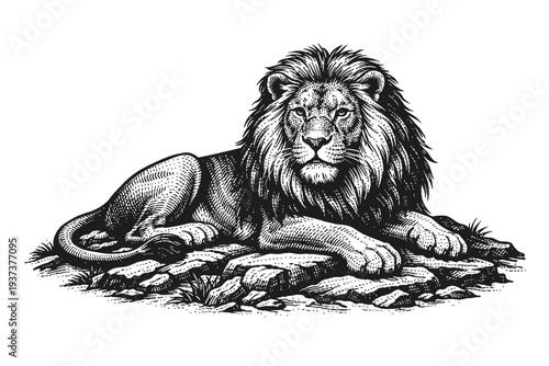 Majestic King of the Jungle: Detailed Engraving of a Powerful Male Lion Resting Serene on Rocks, Front View, with a Regal Mane. Classic Vintage Wildlife Art in Black and White, Embodying Strength and