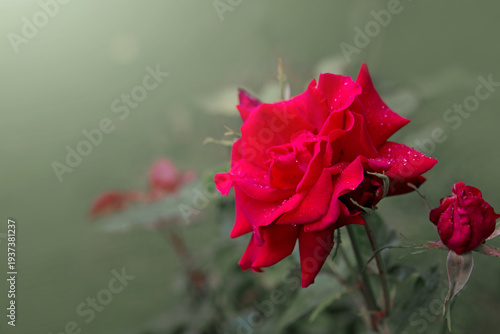 Red rose flower with raindrops on green background .