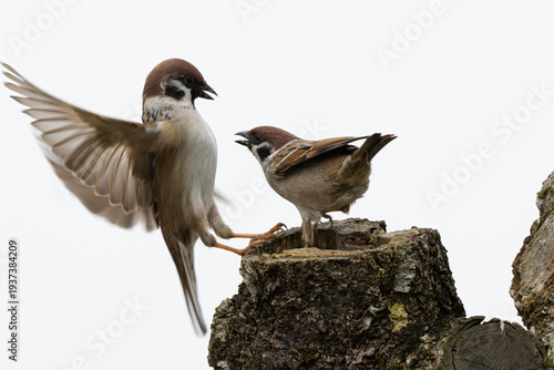 Feldsperlinge (Passer montanus) im Streit um Futter