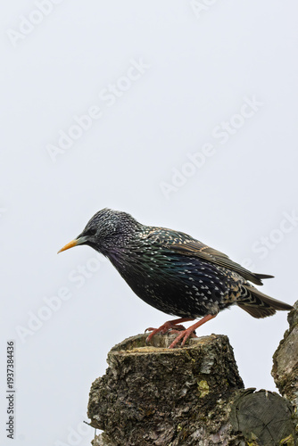 Ein Star (Sturnus vulgaris) sitzt auf einem Ast