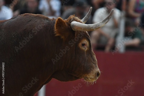 toro marron corriendo mamifero