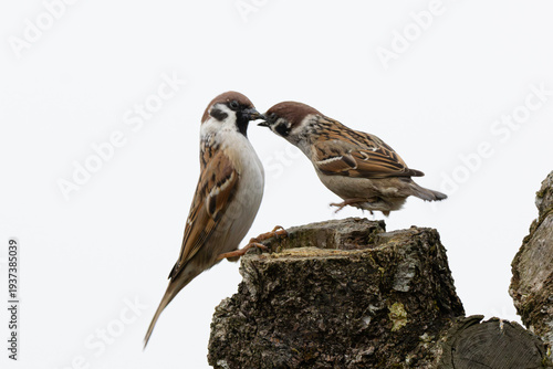 Feldsperlinge (Passer montanus) im Streit um Futter