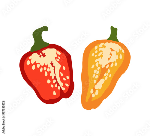 Bell pepper isolated. Two halves of pepper. Vector illustration on a white background.
