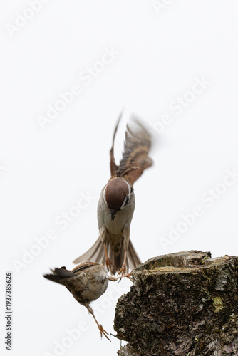 Feldsperlinge (Passer montanus) im Streit um Futter