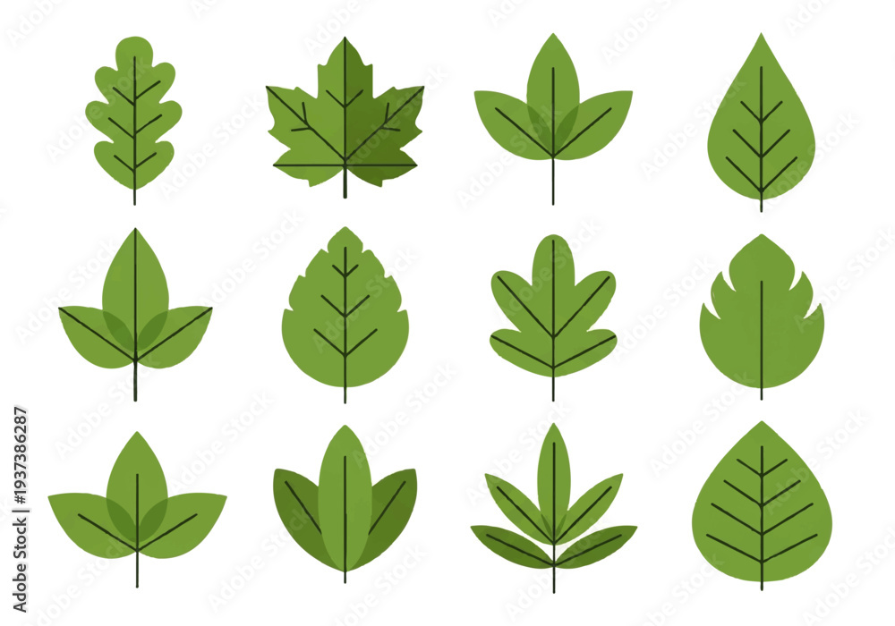 Fototapeta premium Vector flat design illustration of various green leaves in different shapes and sizes against a clean white background.