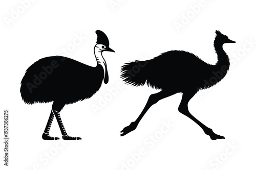 Cassowary and ostrich silhouettes, large flightless birds vector art