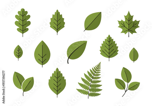 Vector flat design illustration of various green leaves on a white background, showcasing different shapes and types in a simple, graphic style.