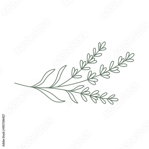 Lavender Botanical Line Art Illustration Minimal Monoline Vector