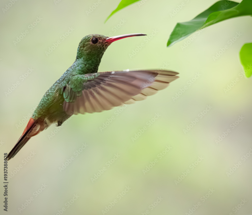 Fototapeta premium Colibrí Amazilia Colirrufo (Amazilia tzacati)
