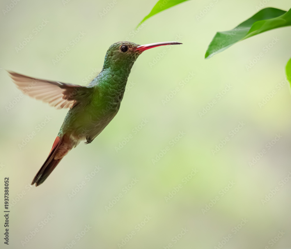 Fototapeta premium Colibrí Amazilia Colirrufo (Amazilia tzacati)