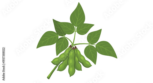 A close-up view illustrates a vibrant cluster of green soybean pods nestled among several broad green leaves on a white background.