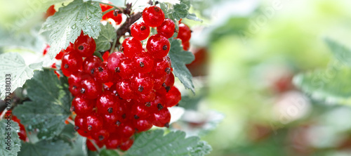 Red currant berries in dew drops on a bush in the summer garden.