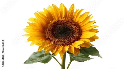 Bright Yellow Sunflower with Green Leaves Isolated on a White Background.