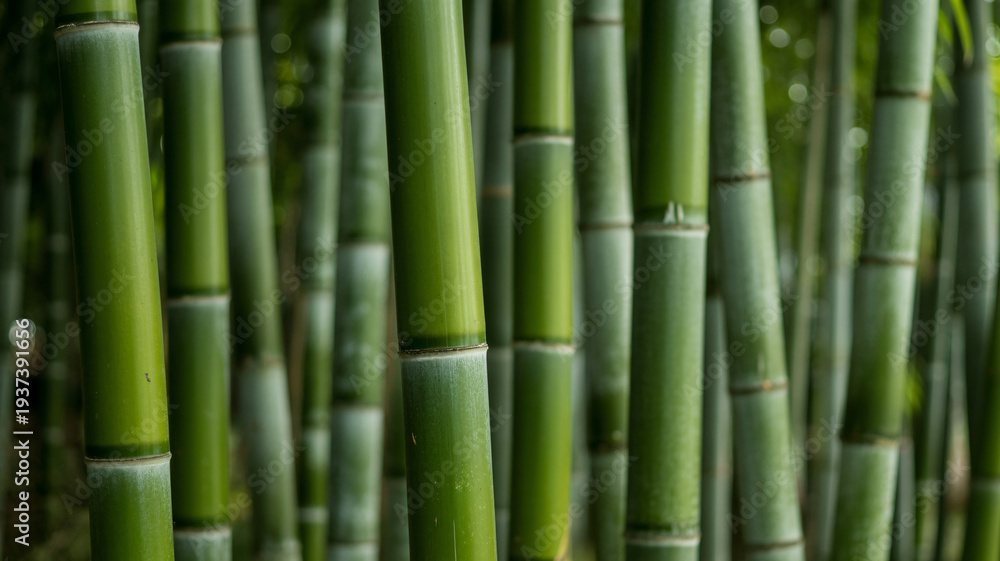 Obraz premium Vibrant green bamboo stalks in lush natural setting