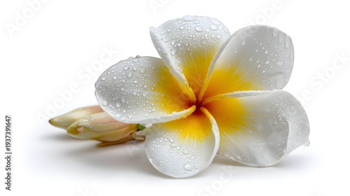 Close-up of a white and yellow frangipani flower with water droplets on a white background.