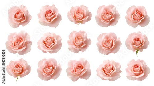 Collection of Delicate Pink Rose Blooms Isolated on White Background.