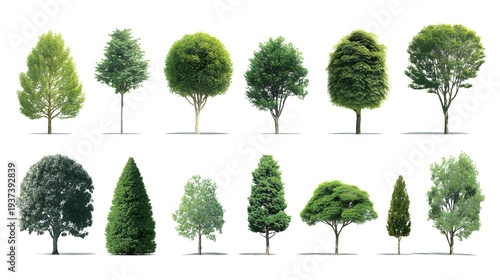 Collection of various green trees isolated on a white background, showcasing different shapes and sizes of foliage.