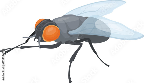 House fly rubbing legs. Domestic unhygienic pest