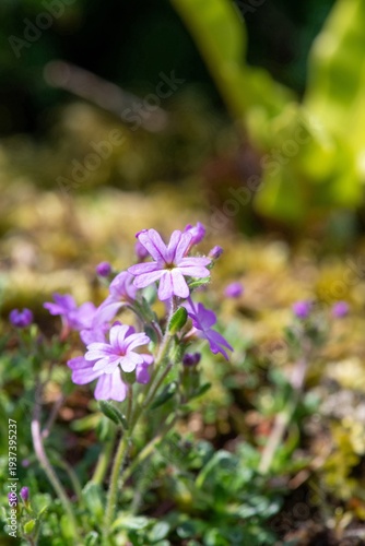 Close up of alpine balsam (erinus alpinus) flowers in bloom