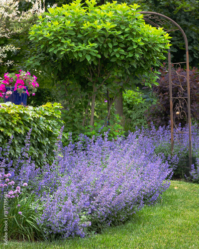Photos Colorful perennial garden border with blooming catmint and allium beneath a small limelight hydrangea tree and garden arbor, layered cottage garden planting in a lush landscaped backyard