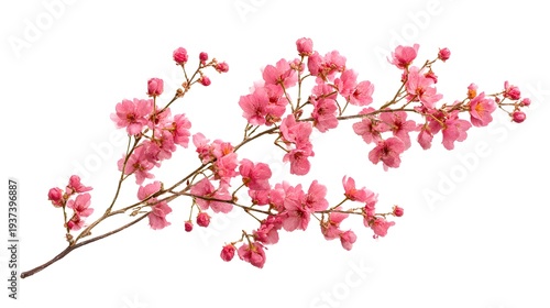 Delicate Pink Blossoms on a Branch Isolated on White Background.