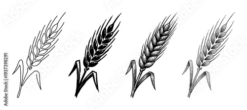 Four black and white wheat ear illustrations showing different artistic styles like line art, silhouette, vintage engraving, and stippling for agricultural or bakery design