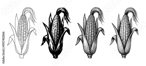 Four black and white corn cob illustrations showcasing different artistic techniques like line art, engraving, stippling, and silhouette for a vintage, hand-drawn aesthetic