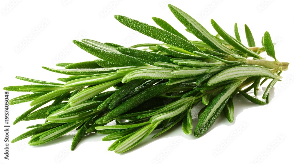 Fototapeta premium Fresh Rosemary Sprig - Aromatic Herb for Culinary and Medicinal Uses.