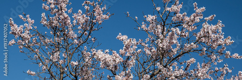 Blooming almond tree branches under clear blue sky in spring season, website banner