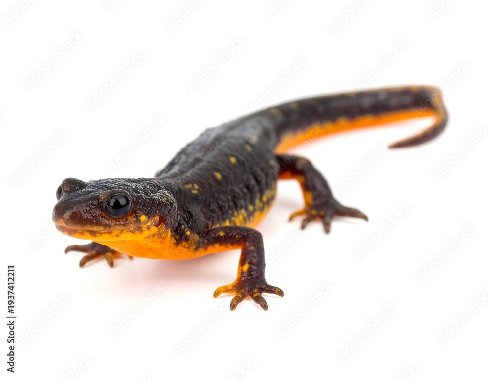 Obraz premium Newt with a black and yellow body crawls forward on white