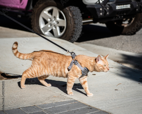 cat on leash