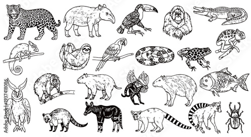 Hand-drawn collection of various exotic jungle and rainforest animals, including mammals, birds, reptiles, amphibians, and insects, in a detailed sketch style.