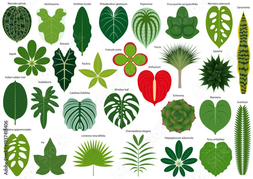 色々な観葉植物の葉　アイコンセット