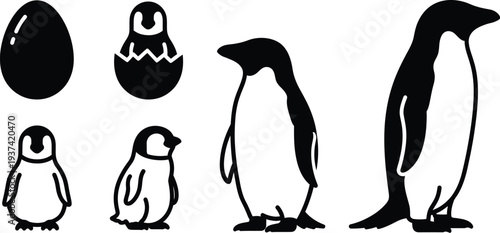 Adelie penguin life cycle illustration set with growth stages