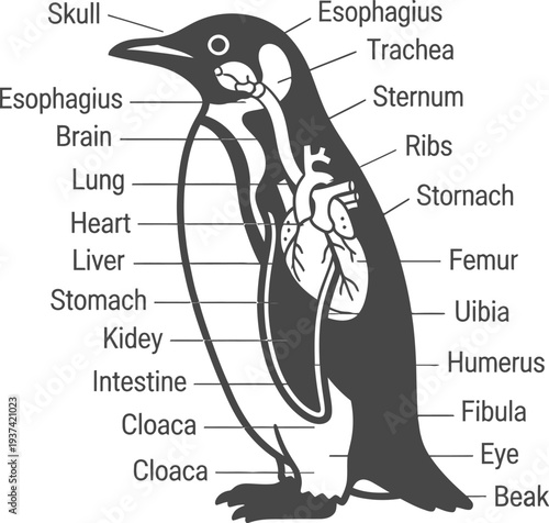 Penguin anatomy diagram illustrating biological structure and internal organs