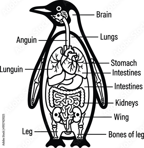 Penguin anatomy diagram illustrating biological structure and internal organs