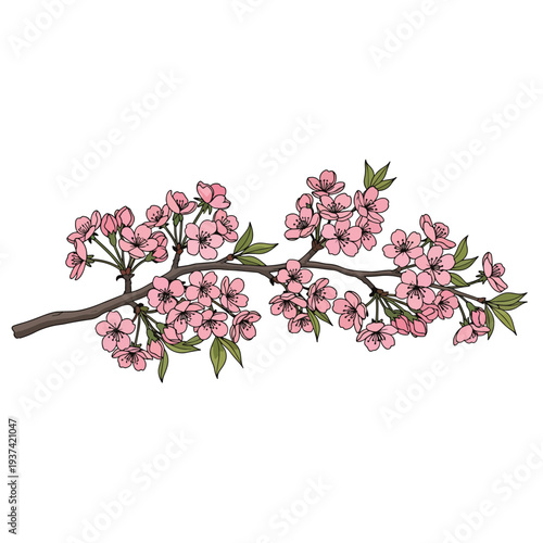 Pink Cherry Blossom Branch with Flowers.