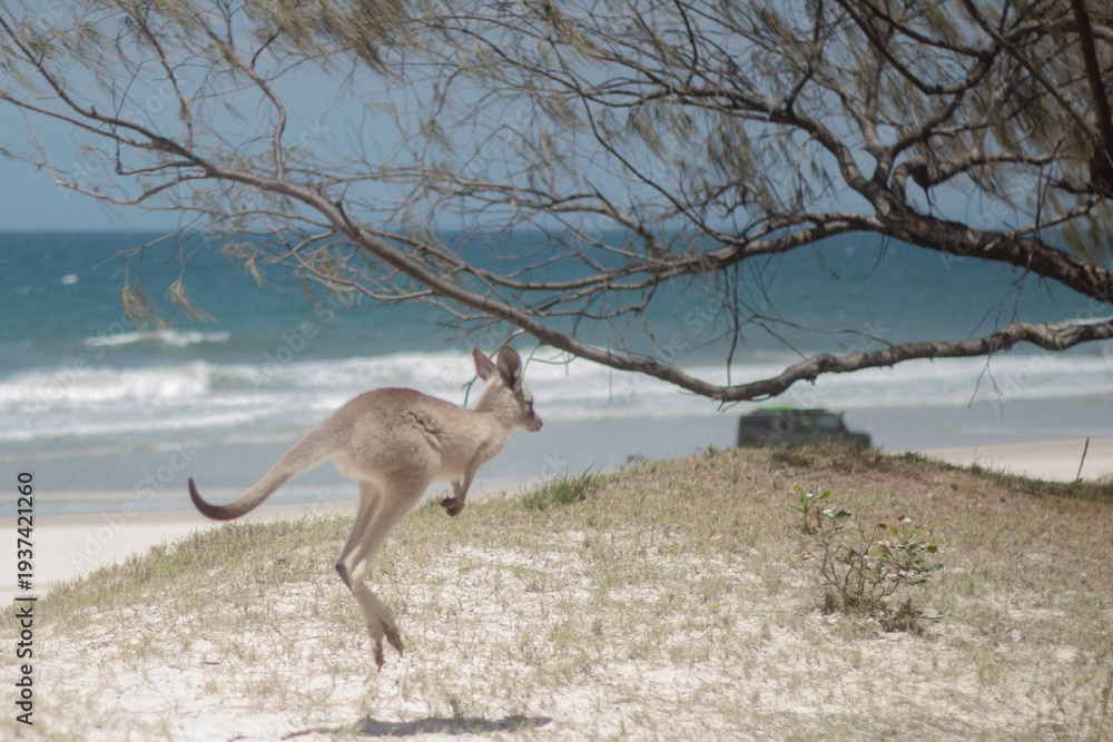 Naklejka premium Kangaroo at the beach in Australia.